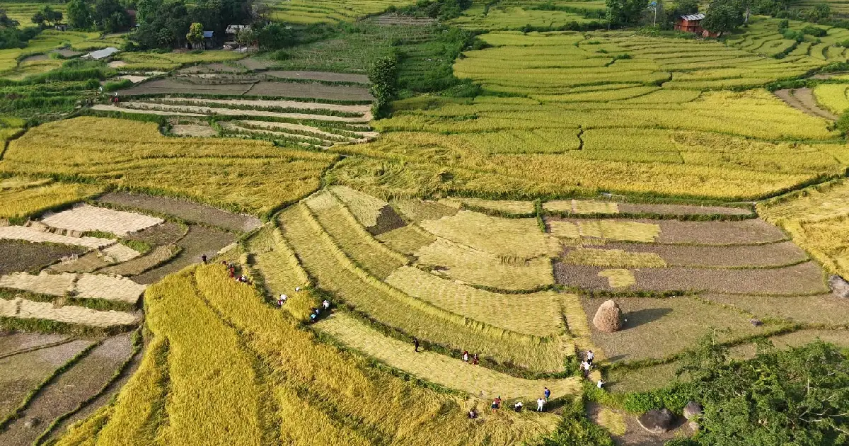 दसैँ एकातिर, धान भित्र्याउने चटारो अर्कातिर, डडेल्धुराका किसान खेतबारीमै व्यस्त