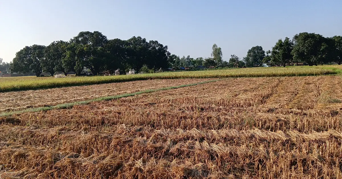 दसैँको रौनकताबीच बाँकेका किसानलाई धान भित्र्याउने चटारो, वर्षाको त्रासले भ्याइनभ्याइ