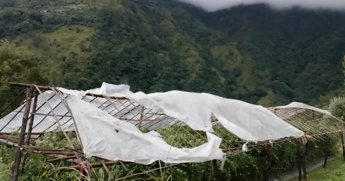 गुल्मीको ठूलोलुम्पेकमा वर्षासँगै आएको हुरीले गोलभेँडा खेतीमा ८ लाखभन्दा बढीको क्षति