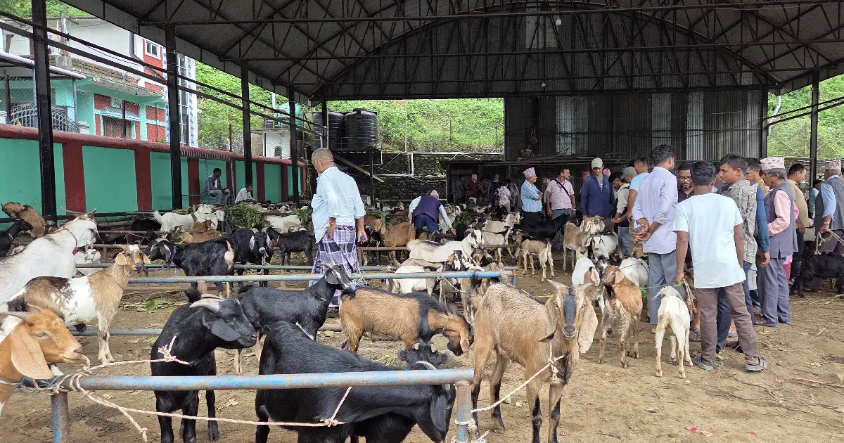 चाडपर्व नजिकिएसँगै धरानमा बढ्यो खसीबोकाको कारोबार, सातामै १० हजारभन्दा बढी बिक्री हुने अनुमान