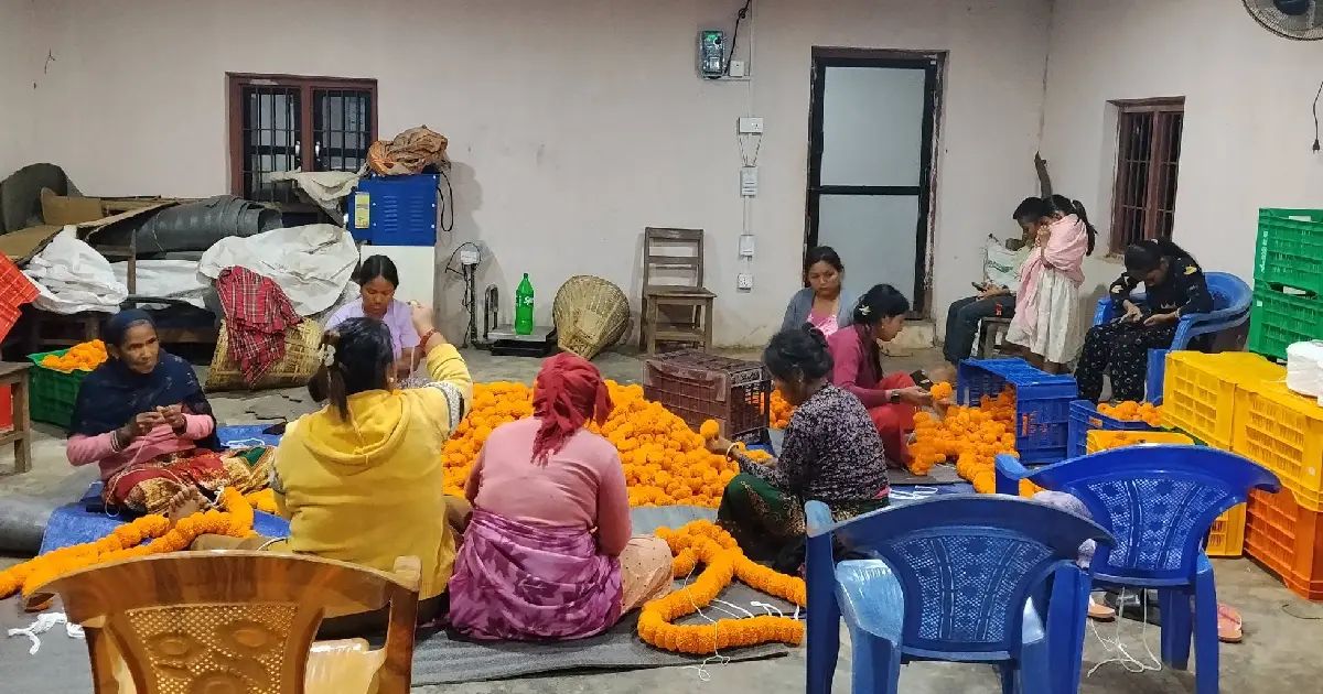 तिहार लक्षित १० लाखको सयपत्री फूल बिक्री गर्ने तयारीमा आँबुखैरेनीका महिला