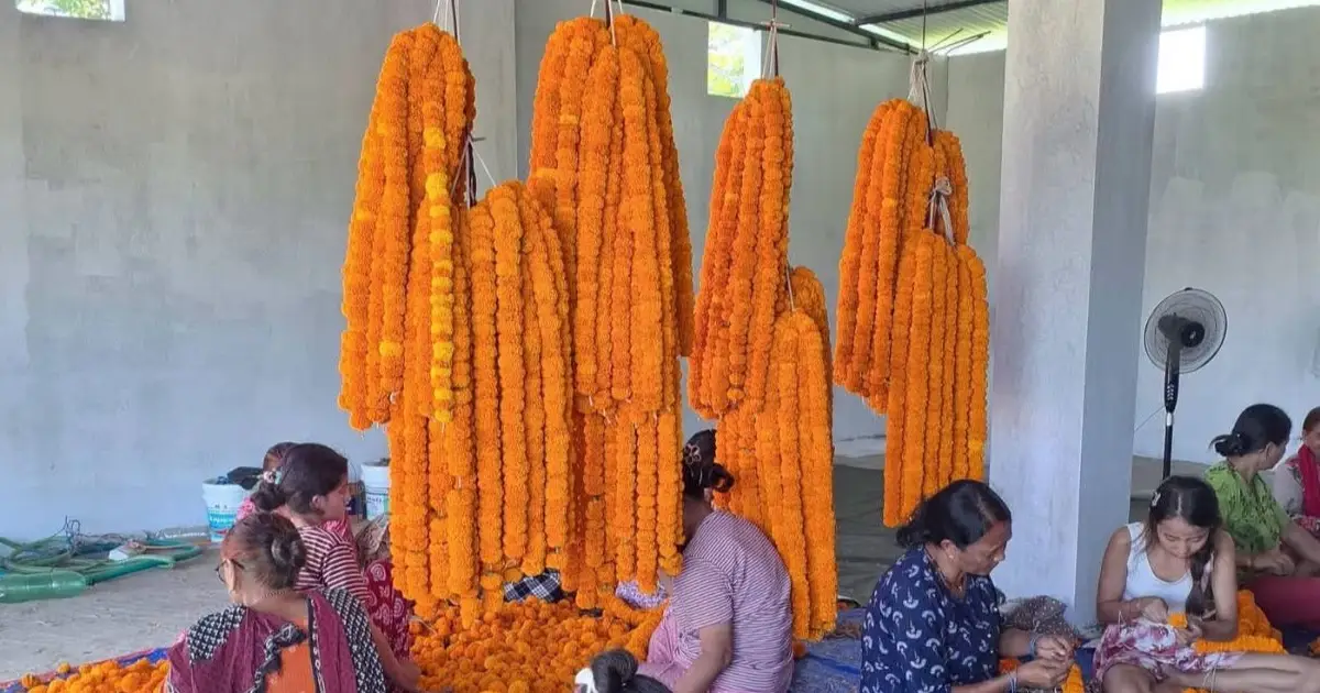 तिहार आउनुअघि नै सयपत्री फुलेपछि झापाका किसानलाई फूल जोगाउने चिन्ता